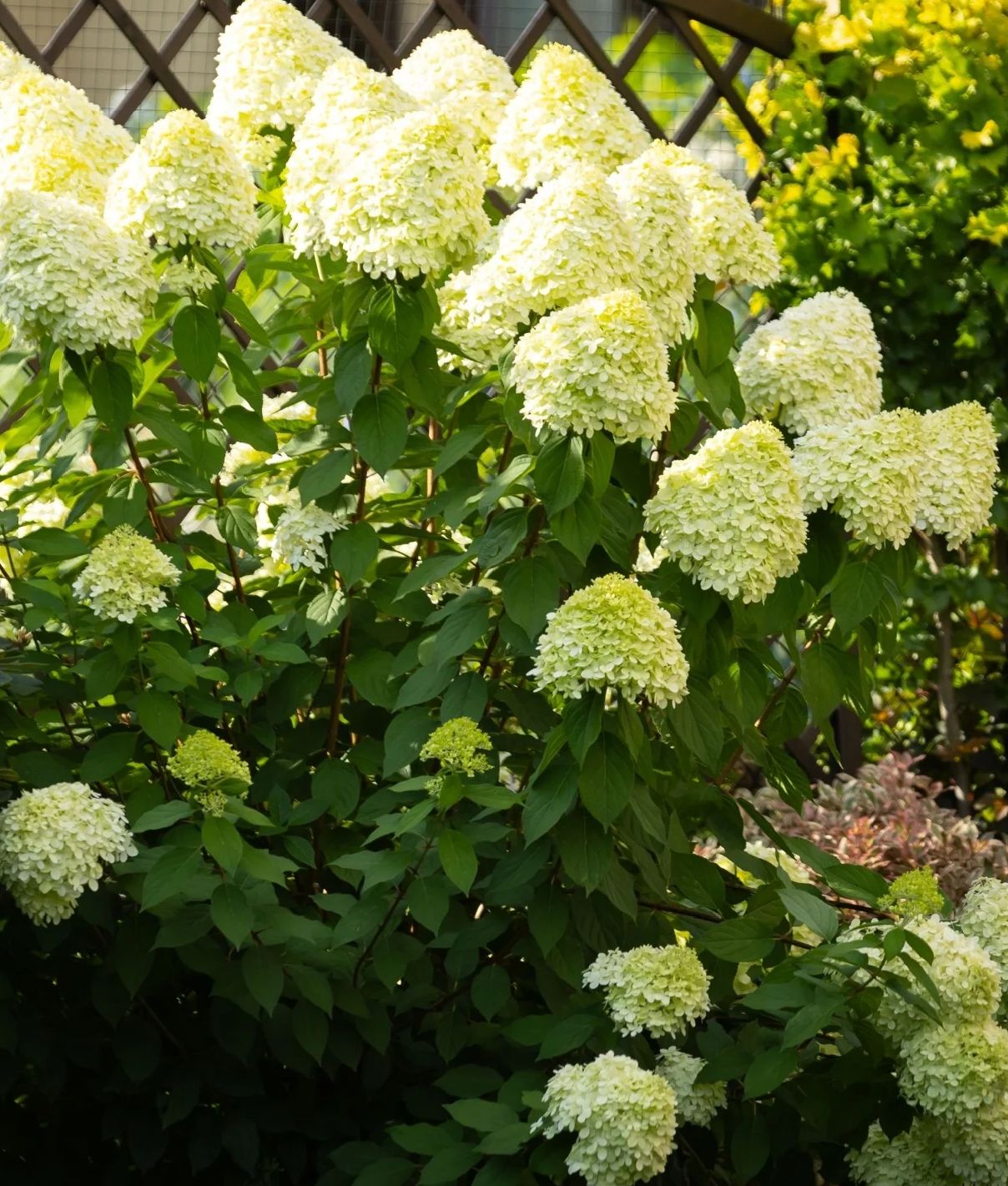 Hydrangea paniculata 'Little Fresco'